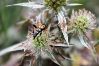 Rutpela maculata