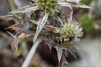 Rutpela maculata