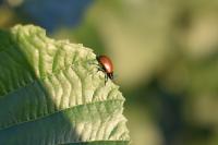Chrysomela