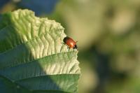 Chrysomela
