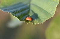 Chrysomela