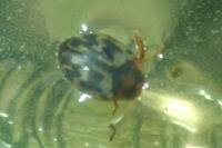 Hyphydrus aubei