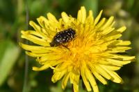 Oxythyrea funesta