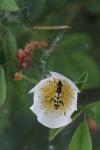 Rutpela maculata