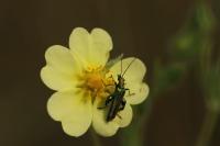 Oedemera nobilis