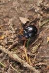 Anoplotrupes stercorosus