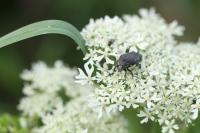 Oxythyrea funesta
