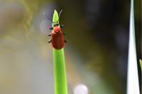 Pyrochroa coccinea