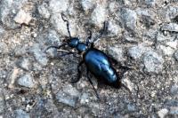 Meloe violaceus