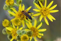 Oedemera podagrariae