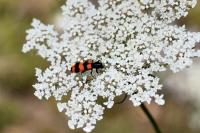 Trichodes apiarius