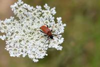 Stictoleptura rubra