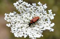 Stictoleptura rubra