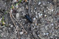 Pterostichus