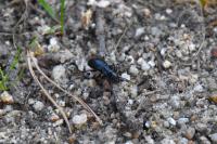 Pterostichus
