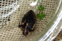 Acilius sulcatus