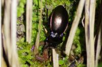 Carabus nemoralis