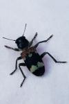Clerus mutillarius