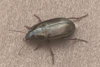 Amara aenea