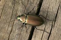 Poecilus versicolor