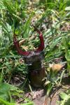 Lucanus cervus