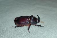 Oryctes nasicornis