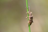 Rhagium sycophanta