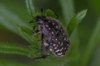Oxythyrea funesta