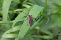 Cantharis rustica