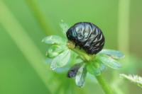 Timarcha tenebricosa