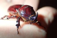 Oryctes nasicornis
