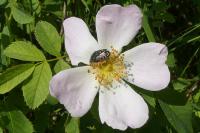 Oxythyrea funesta