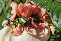 Cetonia aurata