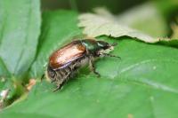 Phyllopertha horticola