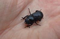 Dorcus parallelipipedus