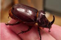 Oryctes nasicornis