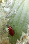 Pyrochroa serraticornis