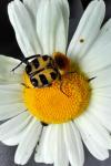 Trichius gallicus