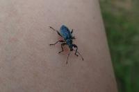 Phyllobius pomaceus