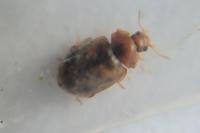 Rhyzobius chrysomeloides