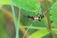 Rutpela maculata