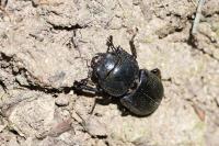 Dorcus parallelipipedus