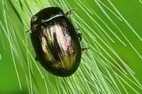 Chrysolina americana