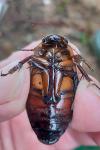 Dytiscus dimidiatus