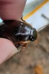 Dytiscus dimidiatus