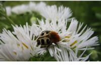 Trichius