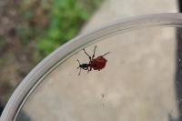 Apoderus coryli