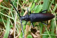 Cerambyx cerdo