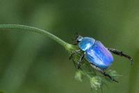 Hoplia coerulea