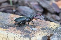 Lucanus cervus